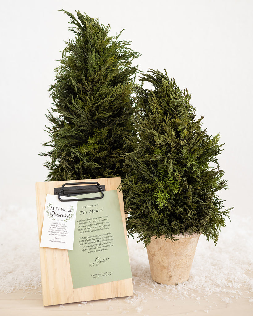 Preserved Potted Emerald Cypress Tree